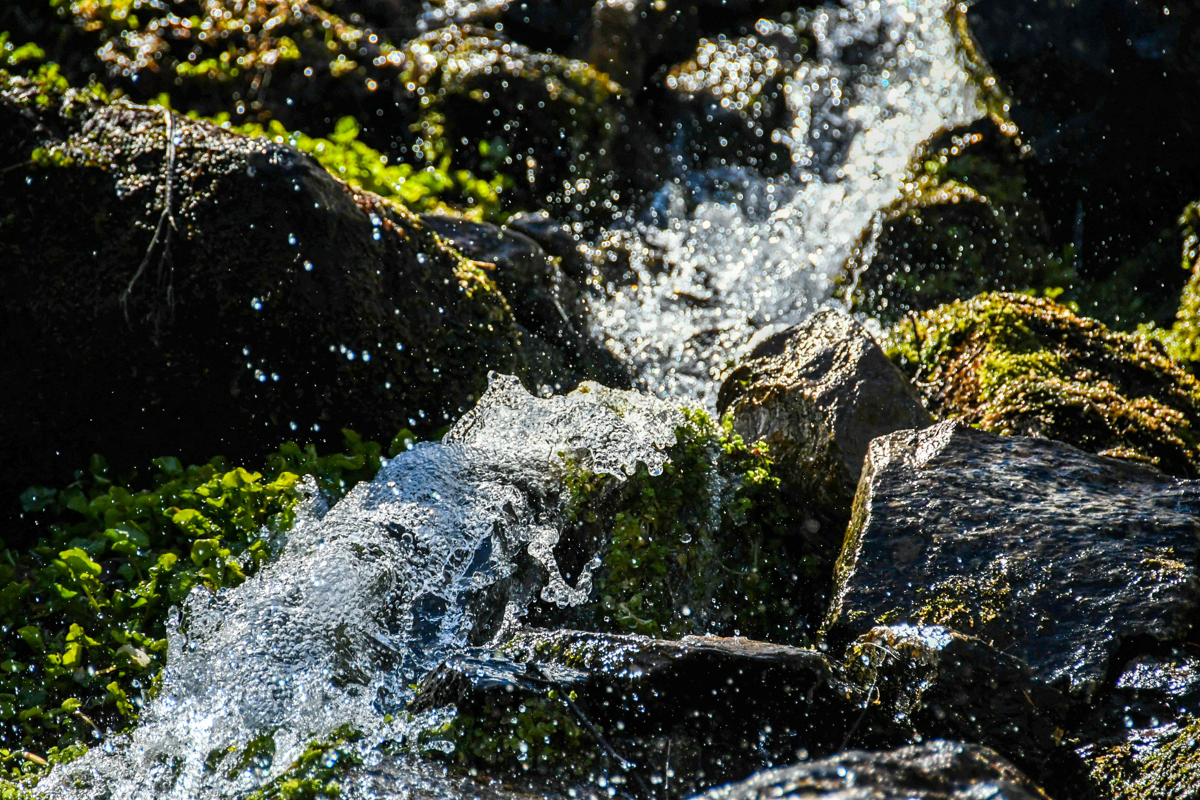 etang_bleu (5)-5.jpg, mai 2019 etang_bleu (5)-5.jpg