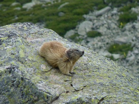 3_marmotte.jpg, sept. 2020