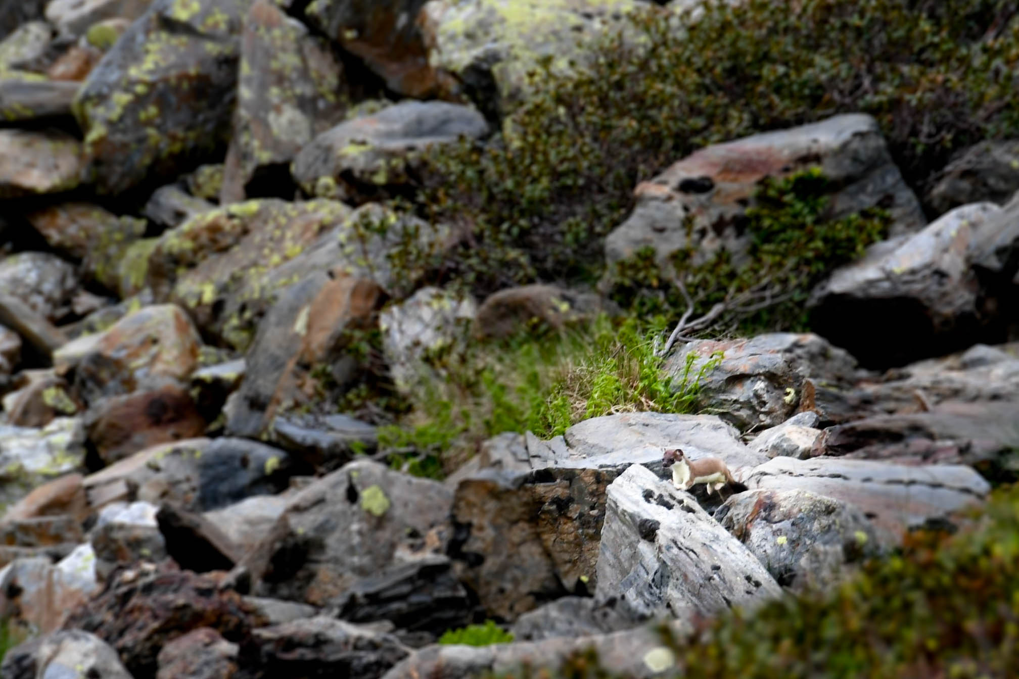 luchon_jour1_11-1.jpg, juil. 2021