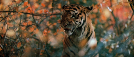 tigre.png