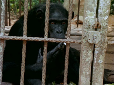 chimpanze.jpg, juil. 2018 chimpanze.jpg