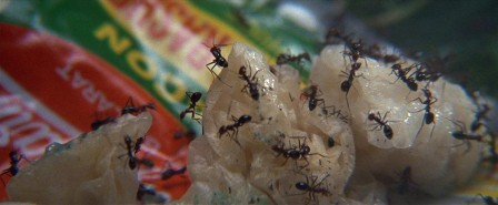 fourmis.jpg, juil. 2019 fourmis.jpg