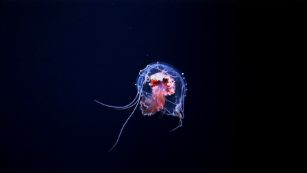 meduse.png, janv. 2021